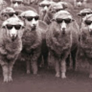 Meet your Posher, Owen